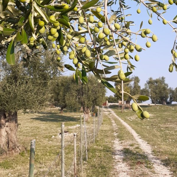 Tenuta Acquaviva - Vieste